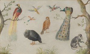 Lintu- ja apinatutkimus, 16601670. tekijältä Unbekannt