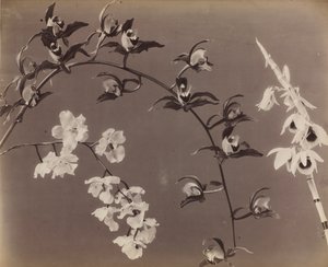 Tutkimus orkideoista, n. 1870-luku. tekijältä Unbekannt