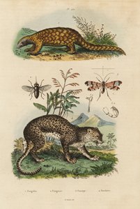 Sunda pangolin, Manis javanica, erittäin uhanalainen 1, leopardi, Panthera pardus 4, hevoskärpäs, Tabanus rostratus 3, skorpionikärpäs, Panorpa communis 3 tekijältä Unbekannt