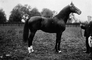 Surefoot, 1911 tekijältä Unbekannt