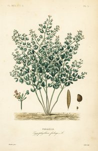 Syyrianpapukapris, Zygophyllum fabago, Fabagelle tekijältä Unbekannt