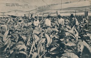 Tupakka markiisin alla. Varjossa kasvatettu tupakka - Kuuba, c1900 tekijältä Unbekannt