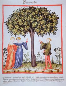 "Tacunum Sanitatis" Codex Vindobonensis Nova Series 2644, fol. 9, Aprikoosien poiminta, Miniatyyri (1370-1400) (maalaa paperille) tekijältä Unbekannt