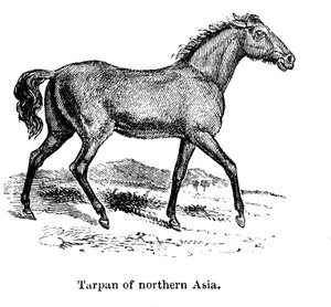 Tarpan, 1850 tekijältä Unbekannt