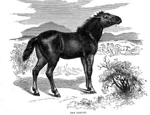 Tarpan, 1884 tekijältä Unbekannt