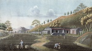 Teen istutus, Kiina, 1800-luku tekijältä Unbekannt