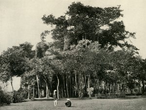 Banyan Tree, Barrackpore, 1870, 1925. tekijältä Unbekannt