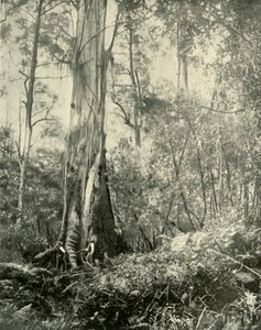 Paroni, tunnettu korkea puu, 1901. tekijältä Unbekannt