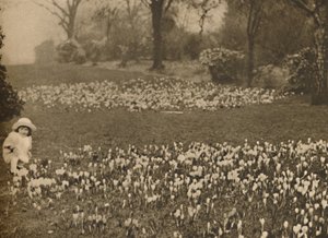 Kevään krookusmatto, vuodelta 1935. tekijältä Unbekannt