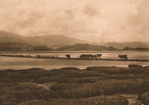 Kyyhkynen Ynyslasissa, 1902 tekijältä Unbekannt