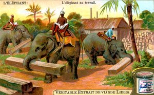 Elephant at Work, c1900 tekijältä Unbekannt