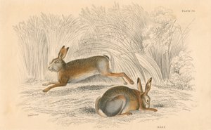 Jänis Lepus europaeus, 1828 tekijältä Unbekannt