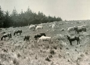 Manchurian Ponit Viiriäisen saarella, Port Lyttelton, 1907, 1909 tekijältä Unbekannt