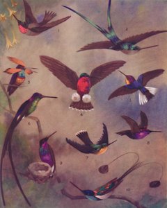 Humming-lintujen ihmeellinen väri, 1935 tekijältä Unbekannt