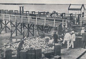 The Pearl Fishing Industry - Packing Shell, 1923. tekijältä Unbekannt