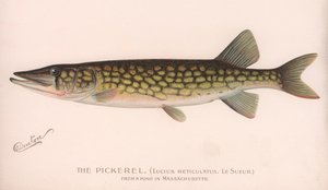 Pickerel Lucius Reticulatus. Le Sueur., noin 1920-luku tekijältä Unbekannt