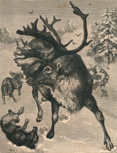 Poro, 1800-luku tekijältä Unbekannt