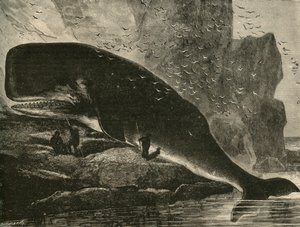 Kaskelovalas, 1882. tekijältä Unbekannt