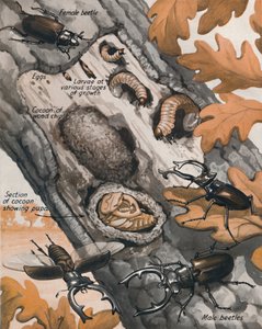 Brittiläisen suurimman kovakuoriaisen tarina, 1935 tekijältä Unbekannt