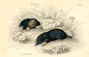 Nuhakuume Talpa europaea, 1828 tekijältä Unbekannt