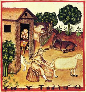 Juuston tuotanto. Miniatyyri Tacuinum Sanitatisista, 1300-luvun toinen puoli. tekijältä Unbekannt