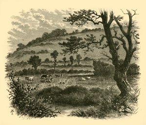 Thistledon, 1898. tekijältä Unbekannt