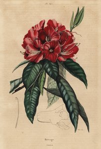 Puu rododendron, Rhododendron arboreum tekijältä Unbekannt