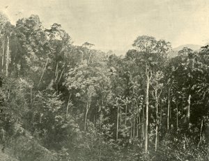 Tropical Scrubs, Blackall Range, Queensland, 1901. tekijältä Unbekannt