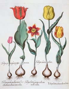 Tulppaanit, 1613 tekijältä Unbekannt