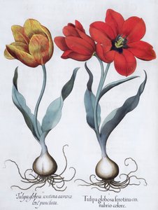 Tulppaanit, 1613 tekijältä Unbekannt