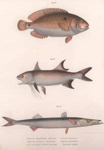 Kaksipisteinen Bimaculatus, afrikkalainen punaevät, tavallinen barracuda, noin 1850-luku tekijältä Unbekannt