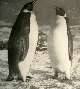 Kaksi keisaripingviiniä, c1908, 1909. tekijältä Unbekannt