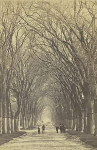 Nimetön puiden katu, 1840-1900. tekijältä Unbekannt
