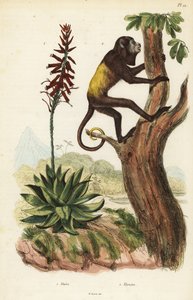 Venezuelan punainen ulvoja, Alouatta seniculus 2 ja Aloe vera tekijältä Unbekannt