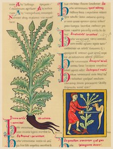 Verbena tai Vervain, 1947 tekijältä Unbekannt