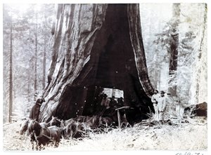 Vaunu, joka kulkee jättimäisen puun läpi, Pohjois-Amerikka, n. 1900 tekijältä Unbekannt