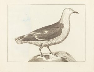 Vesilinnut, 1800-luvun alku. tekijältä Unbekannt