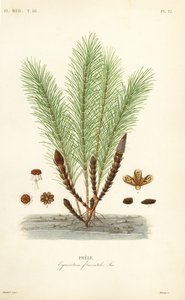 Vesikorte tai suokorte, Equisetum fluviatile, Prele tekijältä Unbekannt