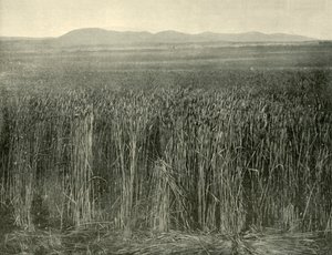 Wheat Field, Canning Downs, Queensland, 1901. tekijältä Unbekannt
