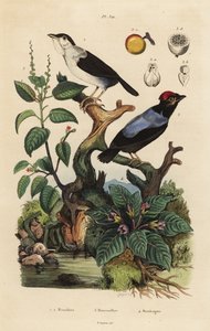 Valkoinen röyhelömanakiimi, carapace ultra, sinikauhainen manakim, Chiroxyphea parayala, Manchanil puu, Hippomanae makean veden ja mandrake, Mandragora officinarum tekijältä Unbekannt