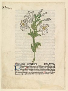 Valkoinen lilja, kuva Gart der Gesundheit Sch.4332:sta, 28. maaliskuuta 1485. tekijältä Unbekannt