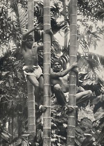 Kuinka ceylonilaiset kiipeävät kookospalmuille, 1926 tekijältä Unbekannt