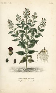 Metsäviikunajuuri, Scrophularia nodosa, Scrofulaire noueuse tekijältä Unbekannt