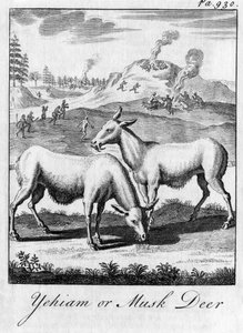Yehiam tai myskipeura, 1700-luku tekijältä Unbekannt