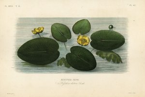 Keltainen lumpeen, Nuphar lutea, Nenuphar lutea, Nenuphar jaune tekijältä Unbekannt