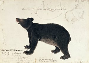Piirros aasialaisesta mustakarhusta, Ursus Tibetanuksesta, Himalajan keskialueelta tekijältä Unbekannt Unbekannt