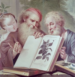 Kuvitus Hortus Cliffortianuksesta, Carl Linnaeus (1707-78) julkaistiin Amsterdamissa 1737-38 tekijältä Unbekannt Unbekannt