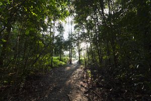 Polku viidakossa Camp Leakylla, Tanjung Putingin kansallispuisto, Keski-Kalimantan, Borneo, Indonesia tekijältä Unbekannt Unbekannt