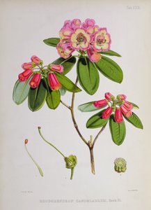 Rhododendron: Candelabrum, J.D. Hookerin teoksesta The Rhododendrons of Sikkim-Himalaya, 1849-51 tekijältä Unbekannt Unbekannt