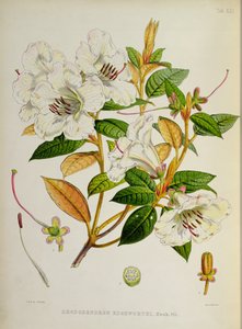 Rhododendron: Edgeworthi J.D. Hookerin teoksesta The Rhododendrons of Sikkim-Himalaya 1849-51 tekijältä Unbekannt Unbekannt